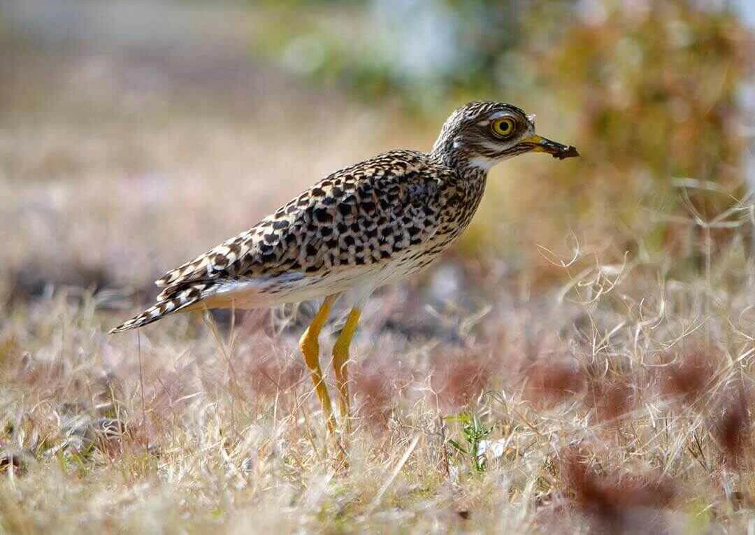 Spotted Thick-knee